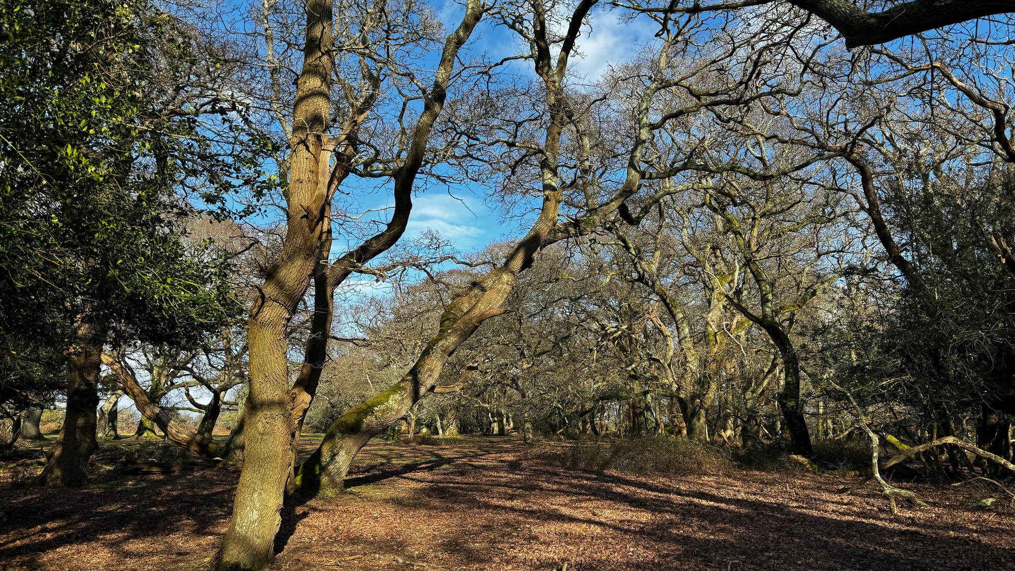 Week 182: In the mud of the New Forest