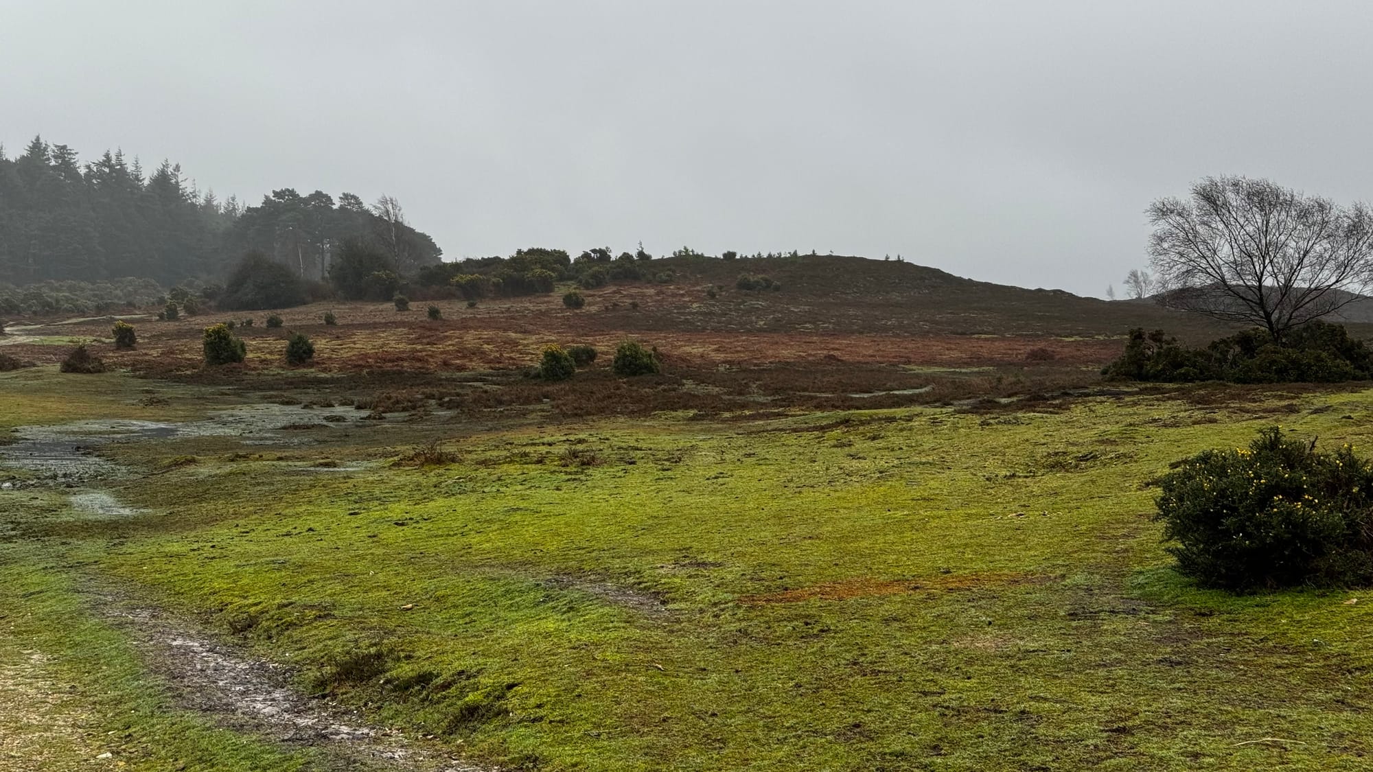 Week 182: In the mud of the New Forest