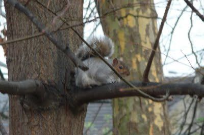 Grey Squirrels, the rats of the trees