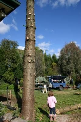 Day Three: The tree goes, Friday 5th August