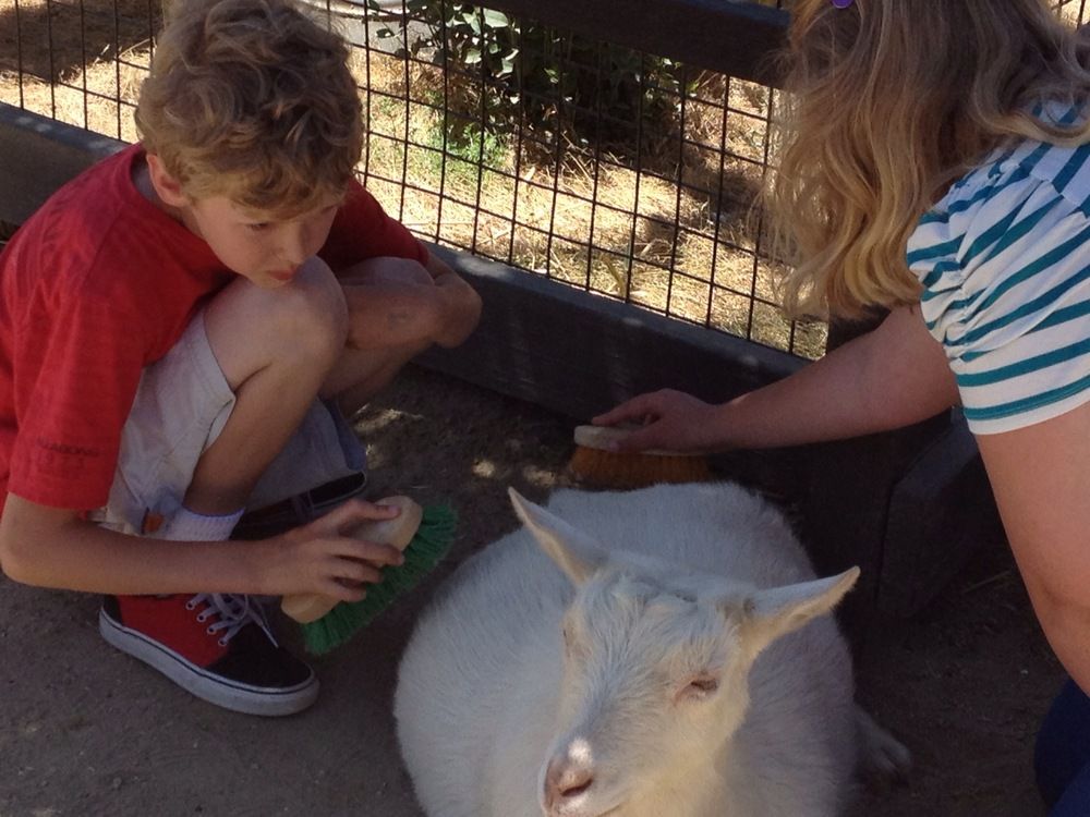 San Francisco Zoo - brushing a goat in the children's zoo