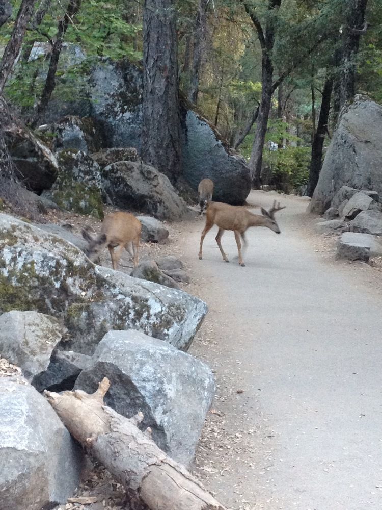 Deer on the hiking trail