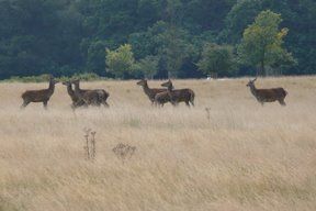 Richmond Park