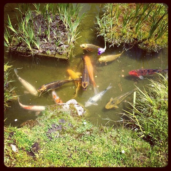 Koi at the Japanese Tea Gardens