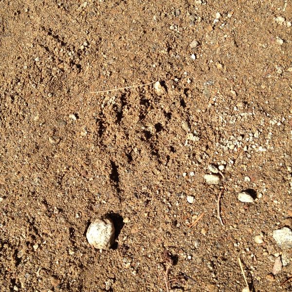 bear track near Eagle Lake