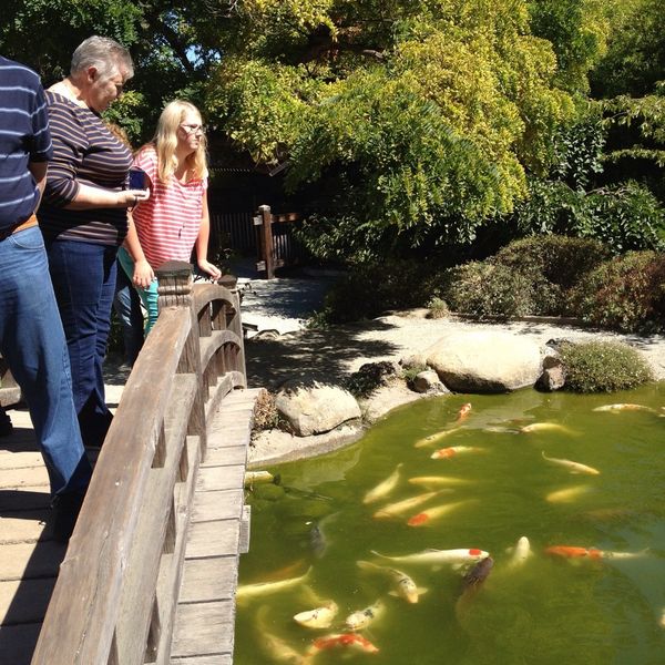 Feeding koi at hakone gardens