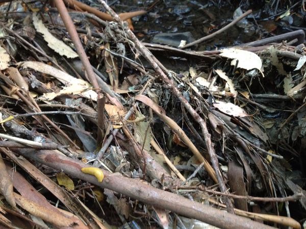 Belmont creek clean up, found a banana slug