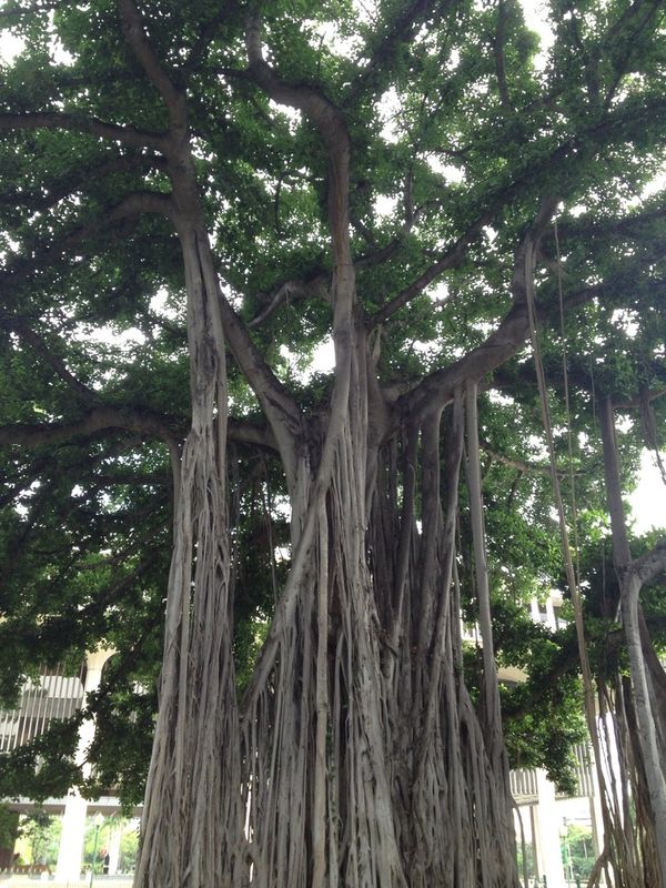 Salvador Dali trees, all drippy